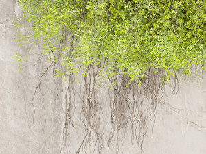 Collection plant vol 504 - fitowall - ivy - concrete 3D मॉडल