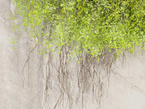 Plante de collection vol 504 - fitowall - lierre - b&eacute;ton Modèle 3D