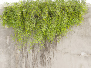 Collection plant vol 504 - fitowall - ivy - concrete 3D मॉडल