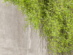 Collection plant vol 504 - fitowall - ivy - concrete 3D मॉडल