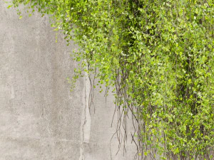 Plante de collection vol 504 - fitowall - lierre - b&eacute;ton Modèle 3D