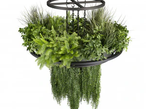 Collection plant vol 508 - chandelier - ampelous - hanging - fern 3D Model