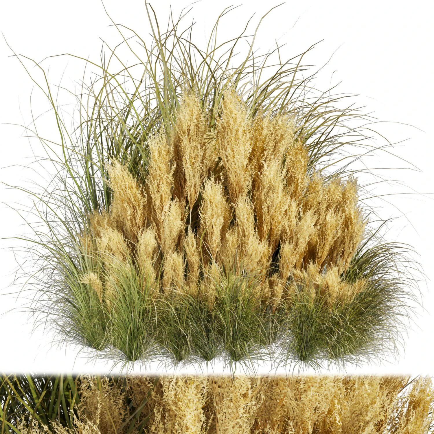 Collection plant vol 509 - grass - Switchgrass - Northwind - pampas 3D Model .c4d .max .obj .3ds .fbx .stl .blend 