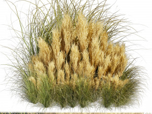 Collection plant vol 509 - grass - Switchgrass - Northwind - pampas 3D-Modell
