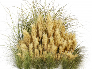 Collection plant vol 509 - grass - Switchgrass - Northwind - pampas 3D Model