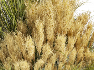 Collection plant vol 509 - grass - Switchgrass - Northwind - pampas 3D Model