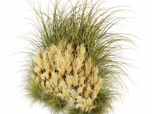 Collection plant vol 509 - grass - Switchgrass - Northwind - pampas 3D Model