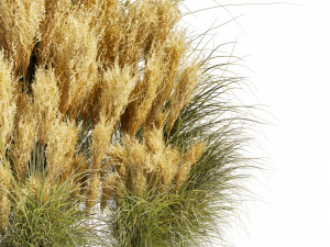 Collection plant vol 509 - grass - Switchgrass - Northwind - pampas 3D Model