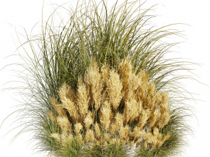 Collection plant vol 509 - grass - Switchgrass - Northwind - pampas 3D Model