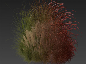 Collection plant vol 509 - grass - Switchgrass - Northwind - pampas 3D Model