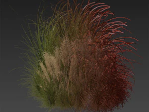 Collection plant vol 509 - grass - Switchgrass - Northwind - pampas 3D Model