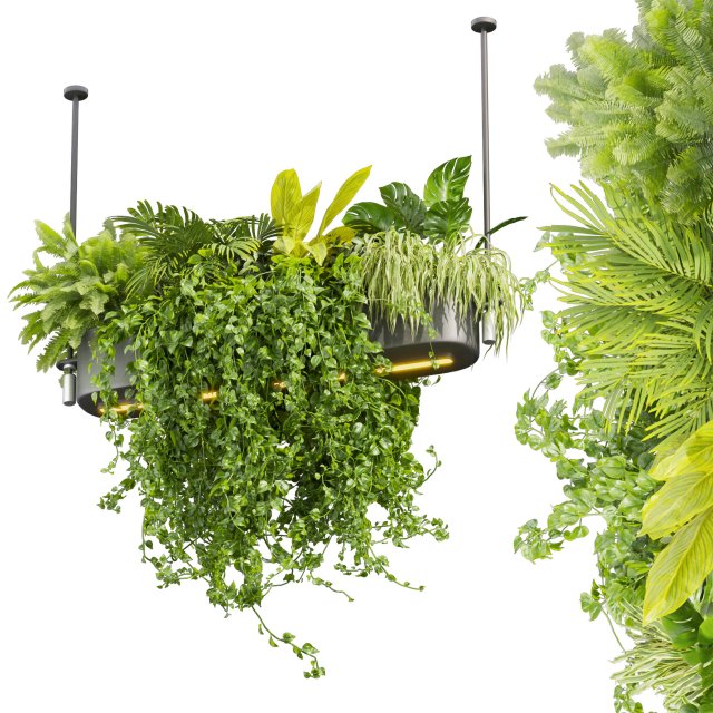 Collection plant vol 510 - ampelous - hanging - monstera - chandelier - pothos Modèle 3D .c4d .max .obj .3ds .fbx .stl .blend
