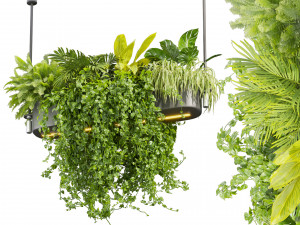 Collection plant vol 510 - ampelous - hanging - monstera - chandelier - pothos Modèle 3D