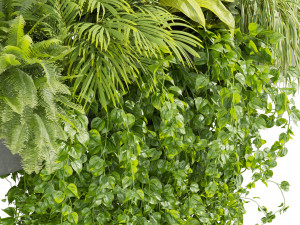 Collection plant vol 510 - ampelous - hanging - monstera - chandelier - pothos Modèle 3D