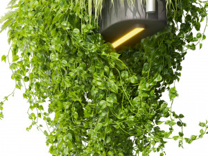 Collection plant vol 510 - ampelous - hanging - monstera - chandelier - pothos Modèle 3D