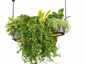 Collection plant vol 510 - ampelous - hanging - monstera - chandelier - pothos Modèle 3D
