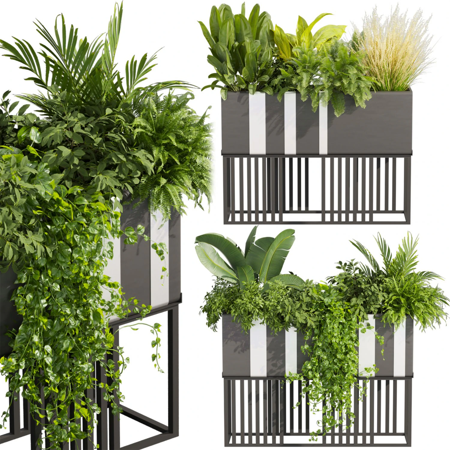 Kolekcja roślin tom 511 - pothos - palma - trawa - pampas - roślina pudełkowa Model 3D .c4d .max .obj .3ds .fbx .stl .blend 