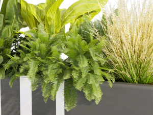Kolekcja roślin tom 511 - pothos - palma - trawa - pampas - roślina pudełkowa Model 3D