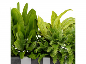 Collection plant vol 511 - blender model 3D Model