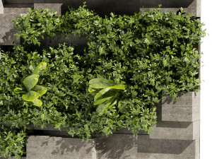 Collection plant vol 512 - fitowall - Concrete - fern - bush Model 3D