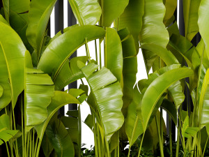 Collection plant vol 513 - blender model Modello 3D
