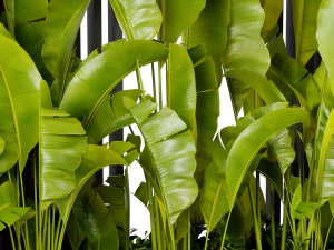 Collection plant vol 513 - blender model 3D Model