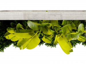 Collection plant vol 513 - blender model Modello 3D