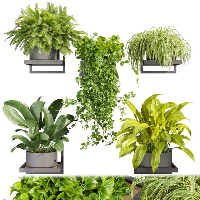 Collection plant vol 516 - hanging- palm - banana - pothos 3D Model .c4d .max .obj .3ds .fbx .stl .blend 