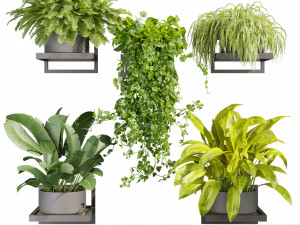 Collection plant vol 516 - hanging- palm - banana - pothos Model 3D