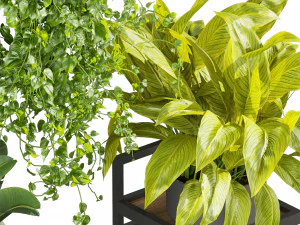 Collection plant vol 516 - hanging- palm - banana - pothos 3D Model