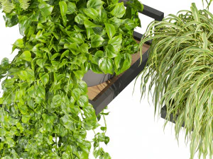 Collection plant vol 516 - hanging- palm - banana - pothos 3D Model