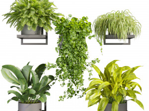 Collection plant vol 516 - hanging- palm - banana - pothos 3D Model