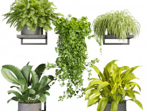 Collection plant vol 516 - hanging- palm - banana - pothos 3D Model