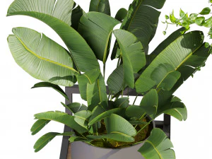 Collection plant vol 516 - hanging- palm - banana - pothos 3D Model