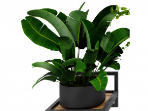 Collection plant vol 516 - blender model 3D 모델