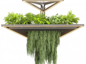 Collection plant vol 517 - chandelier - ampelous - hanging - fern 3D 모델