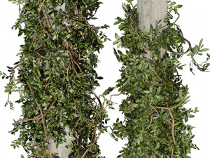 Pianta da collezione vol 518 - cespuglio - esterno - colonna - fitowall - edera Modello 3D