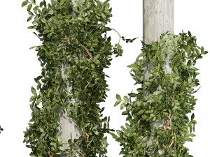 Pianta da collezione vol 518 - cespuglio - esterno - colonna - fitowall - edera Modello 3D