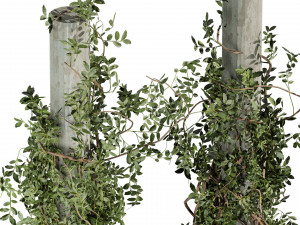 Pianta da collezione vol 518 - cespuglio - esterno - colonna - fitowall - edera Modello 3D