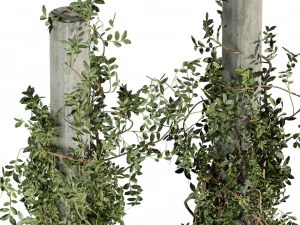 Pianta da collezione vol 518 - cespuglio - esterno - colonna - fitowall - edera Modello 3D