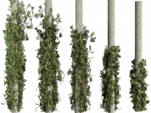 Pianta da collezione vol 518 - cespuglio - esterno - colonna - fitowall - edera Modello 3D