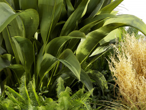 Collection plant vol 519 - garden - pampas - banana - wood 3D Model