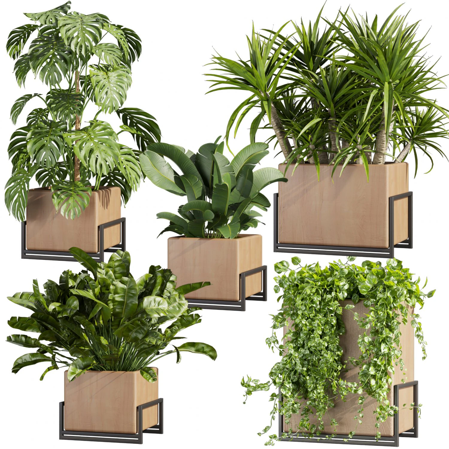 Collection plant vol 520 - box - palm - office - pothos 3D Model .c4d .max .obj .3ds .fbx .stl .blend