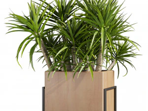 Collection plant vol 520 - box - palm - office - pothos 3D Model