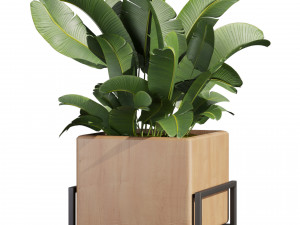 Collection plant vol 520 - box - palm - office - pothos 3Dモデル