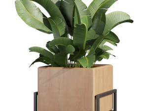 Collection plant vol 520 - box - palm - office - pothos 3D Model