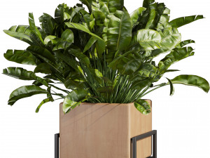 Collection plant vol 520 - box - palm - office - pothos 3Dモデル