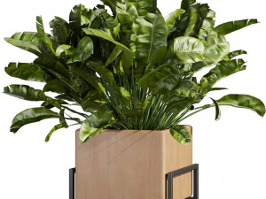 Collection plant vol 520 - box - palm - office - pothos 3D Model