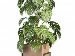 Collection plant vol 520 - box - palm - office - pothos 3D Model