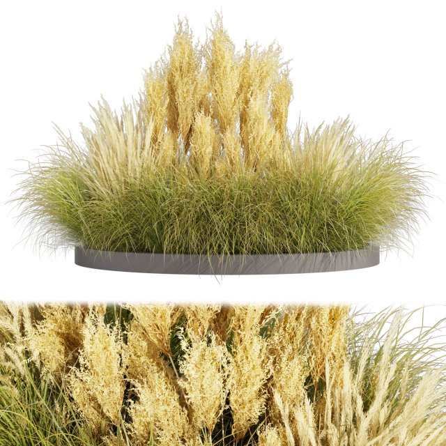 Collection plant vol 521 - grass - Northwind - pampas - Switchgrass 3D Model .c4d .max .obj .3ds .fbx .stl .blend 